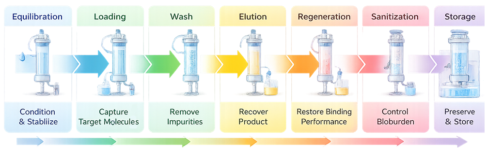 Sequential diagram of chromatography column phases showing equilibration, loading, wash, elution, regeneration, sanitization, and storage in a GMP purification process.