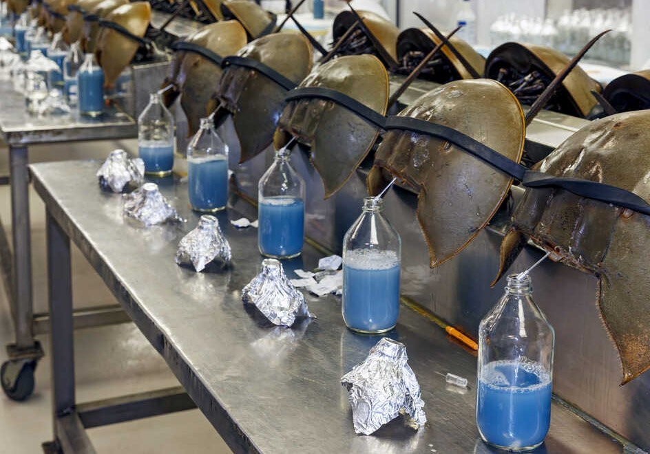 Horseshoe crab (Limulus polyphemus) used as the biological source of Limulus Amebocyte Lysate for bacterial endotoxin testing.