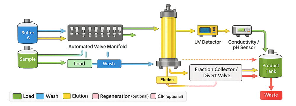 Simplified P&ID diagram of chromatography skid valve network showing automated routing between load, wash, elution, regeneration, and CIP flow paths.