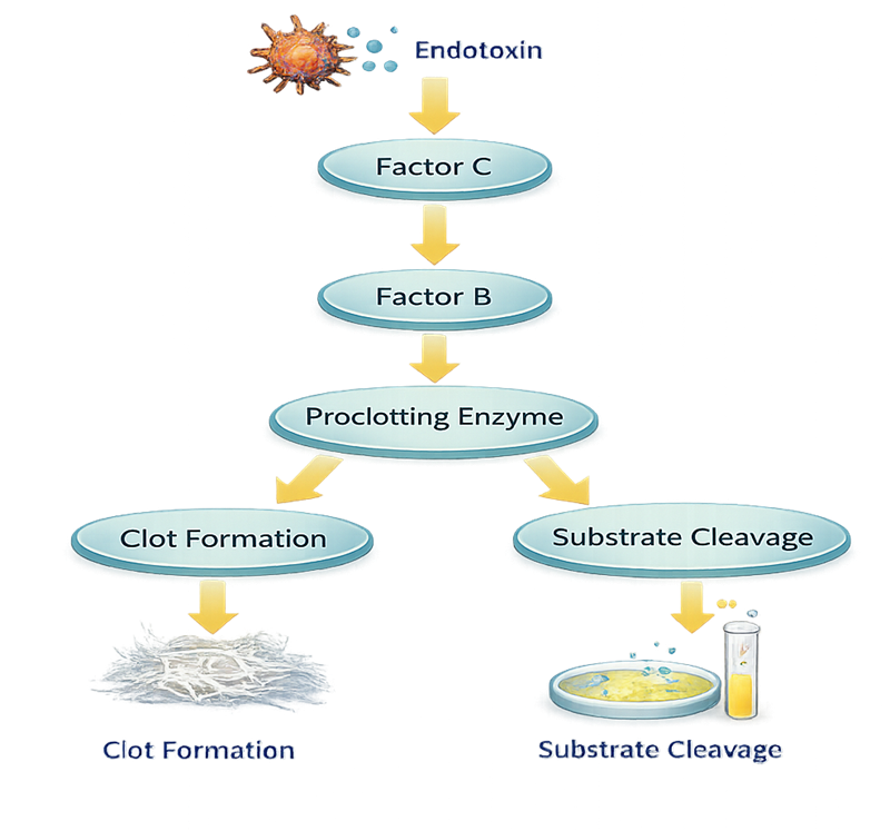 Diagram of Limulus Amebocyte Lysate reaction cascade showing endotoxin activation of Factor C, activation of Factor B, conversion of proclotting enzyme, and final clot formation or substrate cleavage.
