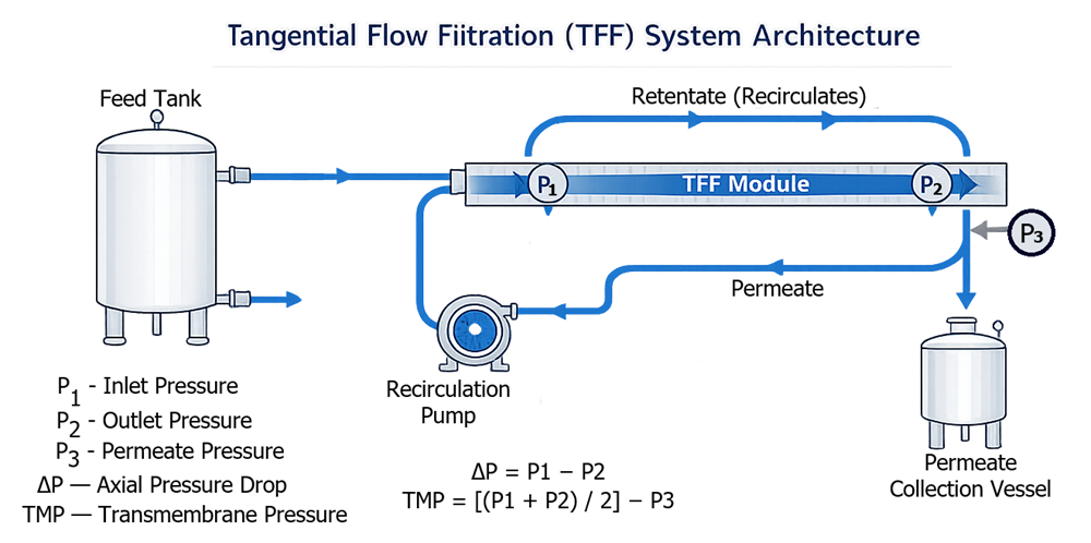 Block diagram of tangential flow filtration system showing feed tank, recirculation pump, membrane module, permeate outlet, retentate loop, and pressure instrumentation.”